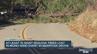 At least 15 giant sequoia trees lost in Mono wind event in California