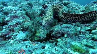 Scuba diving on Maldives, December 3 - 9, 2013