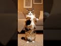 cat dance