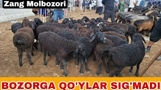 QURBON HAYITIGACHA HAMMA SOTISH UMIDIDA BOZORGA MOLLAR SIG'MADI SURXONDARYO MUZRABOT ZANG MOLBOZORI