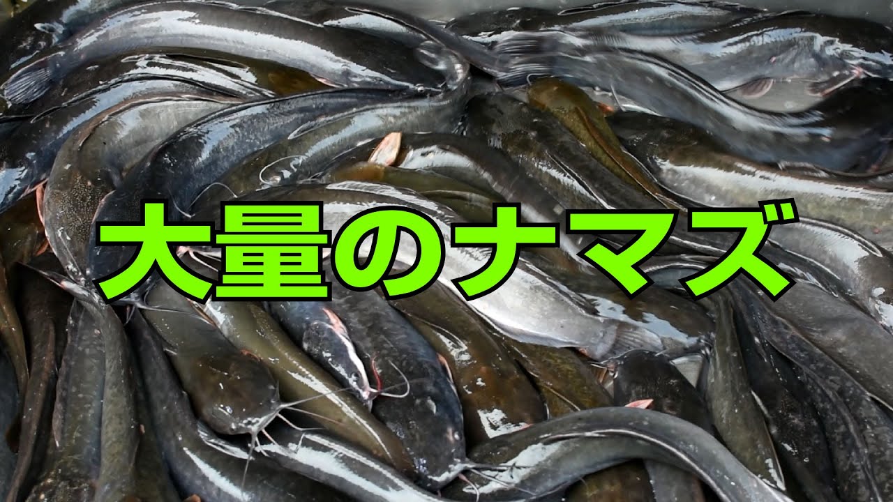 大量のナマズを生きたまま炎天下に放置するタイの市場 Vlog Youtube 大量のナマズを生きたまま炎天下に放置するタイの市場 Vlog Youtube