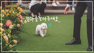 결혼식장에서 길잃은 강아지   (feat.링베어러)