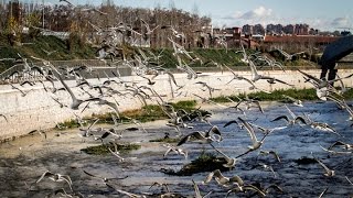 La vida vuelve al río Manzanares