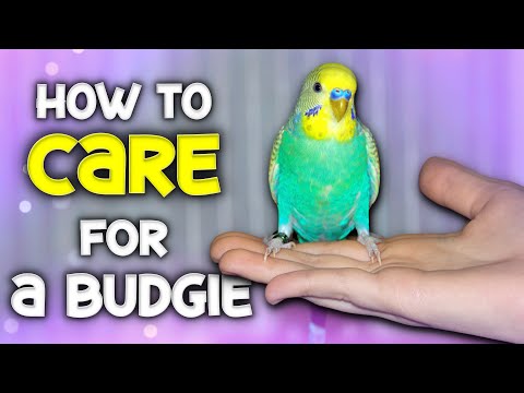 Video: How to Breed a Lovebird: 13 Steps (with Pictures)