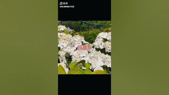 #抖音助農 粉色繡球莢蒾品種 布克莢蒾 台東莢蒾#基地直發 三加侖零售批發價格很香哦！#別墅庭院植物 #苗圃基地 - 天天要聞