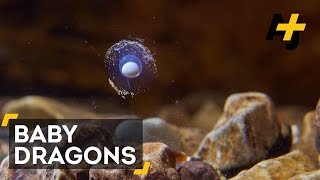 Rare Cave Dragon Lays Eggs In Wild