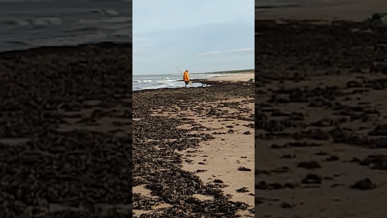 Amber digging in Lithuania