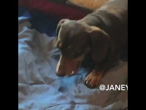 Honey wants fed