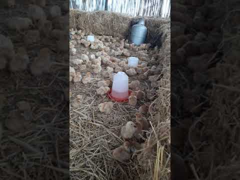 دجاج بلدي عمر 7 ا يما للبيع