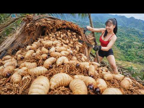 Harvesting A Lot of Palm Weevil Larvae, Duck Eggs, Snails and Coconuts to Sell at Village Market