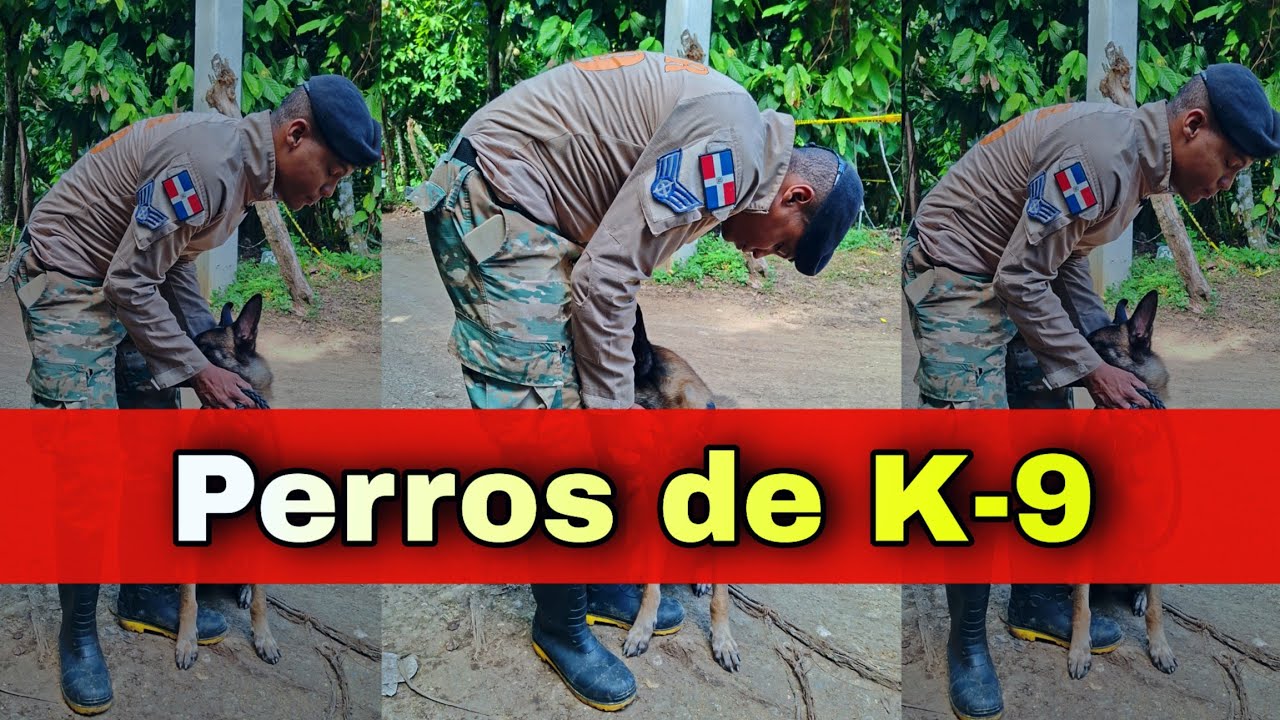 Perro K-9 del Ejército Dominicano 