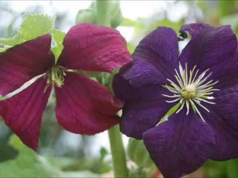 Video: Clematis (clematis) (189 Fotos Af Blomster): Plantning Og Pleje I Haven, Beskrivelse Af Sorter Og Nuancer Af Dyrkning. Funktioner For Hver Klimazone