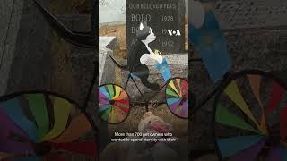 VOA Reports from America’s oldest cemetery for pets | VOA News #shorts