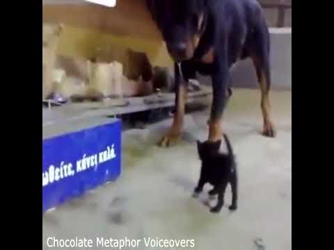 Kitten vs Dog! - YouTube