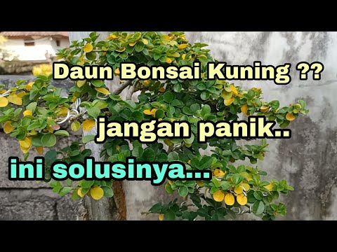 Video: Atas sebab apakah daun ficus gugur