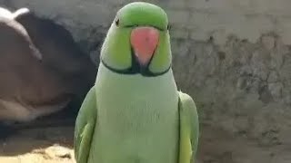 Ringneck Talking Parrot Mithu Mithu ??