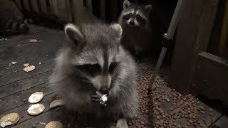 Sunday Night - Tropical Storm Lee Is Gone- All Raccoons Came For A Meal Tonight