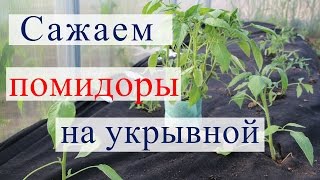 Посадка томатов на укрывной материал в теплицу.(13.05.16)(Посадка помидоров в теплицу на черный укрывной материал. Чем хорош этот способ посадки? Как правильно поса..., 2016-05-15T13:12:45.000Z)