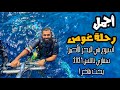 فلوق الغوص في البحر الأحمر مصر سفاري ناتلس 2021