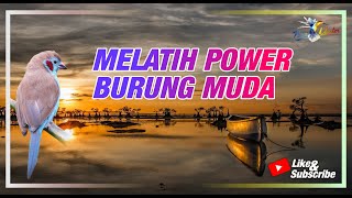 MASTERAN Rekomendasi Buat Melatih Power Burung Muda