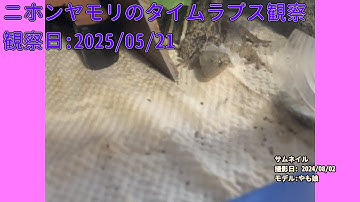 【Memorandum】 2025年05月21日 RPi-Cam-Web-Interfaceを用いたニホンヤモリのTimelapse観察
