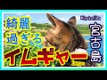 【くろとら】イムギャ―マリンガーデンにいった子猫【宮古島】~Kitten that went to Imgya Marine Garden【Miyakojima】~vol.29