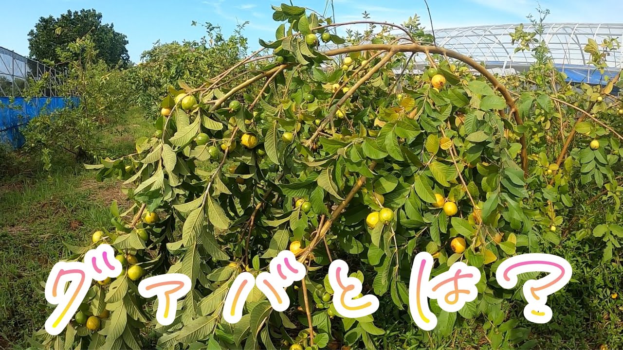 【アララガマ農園】グァバとは？