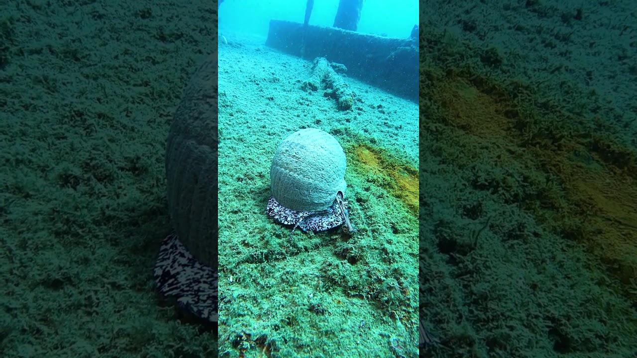 Sea snail the size of your hand — Tonna galea 