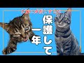 山の公園でひとりぼっちだった子猫！保護して1年になりました！