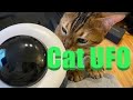 The amazing cat ufo reviewed by henry the bengal