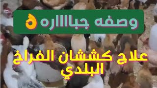 علاج كششان الدجاج البلدي بكافة أنواعهوصفه طبيعيه أو دواء بشري مفعوله سريع 