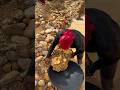 gold mining|millions of gold in volcanic ash and mud cream fragments..‼️