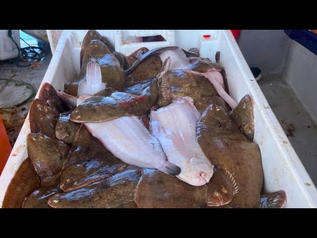 Commercial fishing for a day with trammel nets catching the flat fish Dover  Sole onboard Razor Bill 