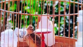 kicau burung branjangan sonca