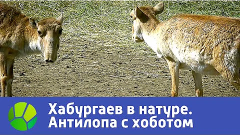 Антилопа с хоботом. Хабургаев в натуре | Живая Планета