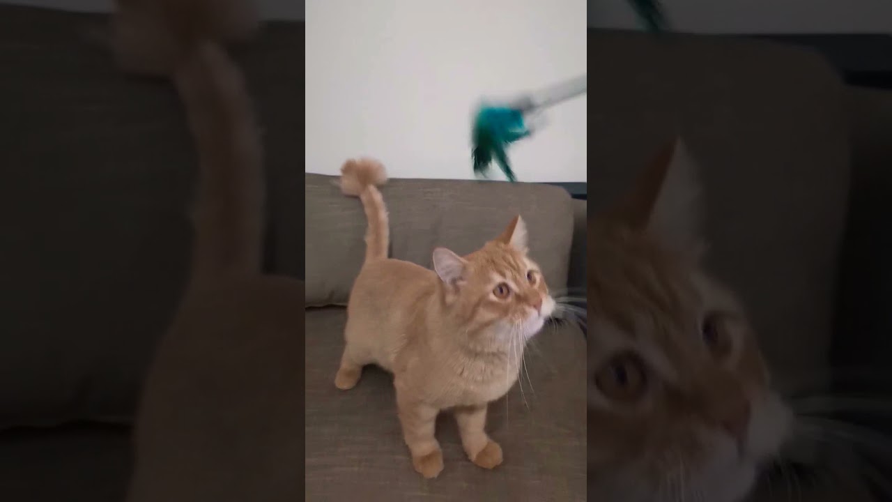 My cat playing with a feather toy!