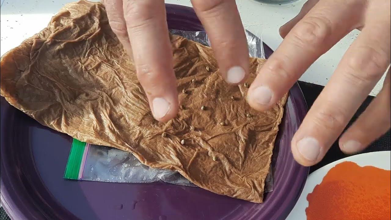 GERMINATING CANNABIS SEEDS simple paper towel ziplock bag technique