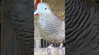 Download Lagu The turtledove's voice is very special, 100% automatic #shorts MP3