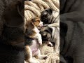 cute puppy 🐶 😍 #ai #youtubeshort #puppy #shorts #funny #viralshort