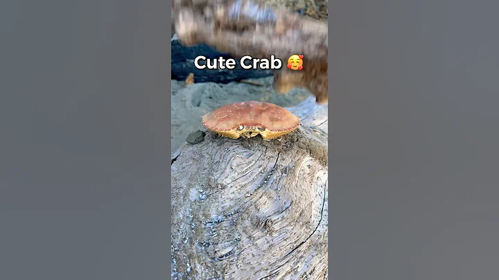 Did I Just Kill This Cute Crab? #shorts - DayDayNews