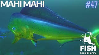 Feed And Grow Fish : Mahi Mahi