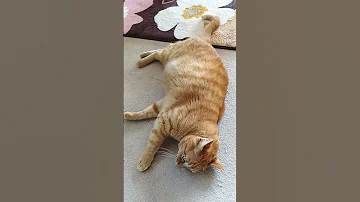 我が家 の先住猫 キヨシロウ キヨお爺ちゃん 家 の天井裏で産まれ 落ちて 救出して家族 に迎え １２歳 になりました とにかく クネクネ するのが大好き 笑 あとは だいたいヘソ天で 
