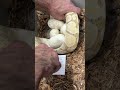 26bpC160 just laid!
