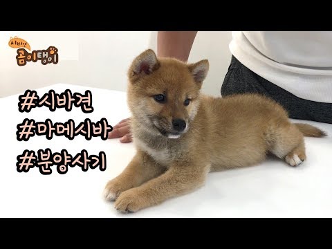   시바견 입양하기 전에 꼭 보세요 마메시바견 분양사기 안당하는 방법 시바견 곰이 탱이 Shiba Inu