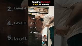 Try not to laugh challenge: Cat Edition 🐱 #funny #cats #viral