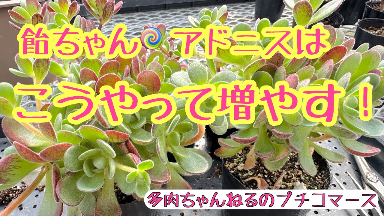 Succulents] How to grow Adonis❣️March 21, 2025 - YouTube
