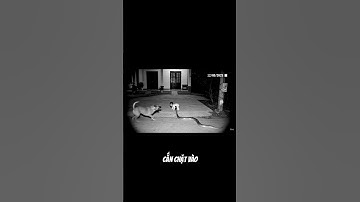 Chó Dũng Cảm Cứu Em Bé Khỏi Con Rắn #conchó #conrắn  #camera