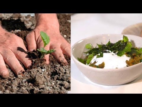 Video: Enormi Piante Crescono Nel Giardino Del Regno Unito Dal Caldo