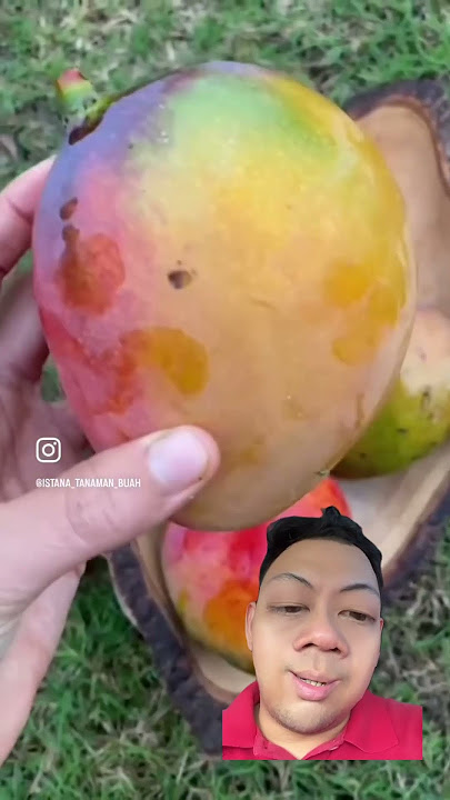 Buah mangga 🤣 #shorts #mangga #buah #lucu #lucuabis #kocak #kocakabis #ngakak #komedi #comedy