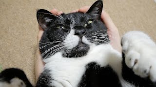 カッスカスの声で甘えてくる猫